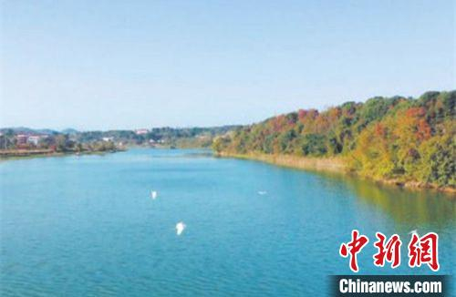 越来越多的“贵客”飞来水府庙国家湿地公园过冬。　彭鹏 摄