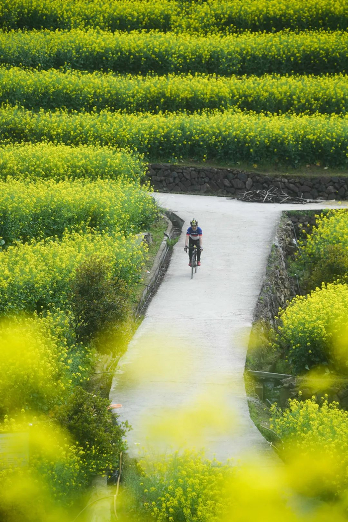 游客骑行在富阳区新登镇的油菜花海中  徐昱  摄