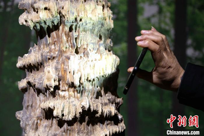 图为竹化石，是姜开峰2001年从中国云南收集而来，专家推测其大约生长在3-5亿年前。　沙见龙 摄