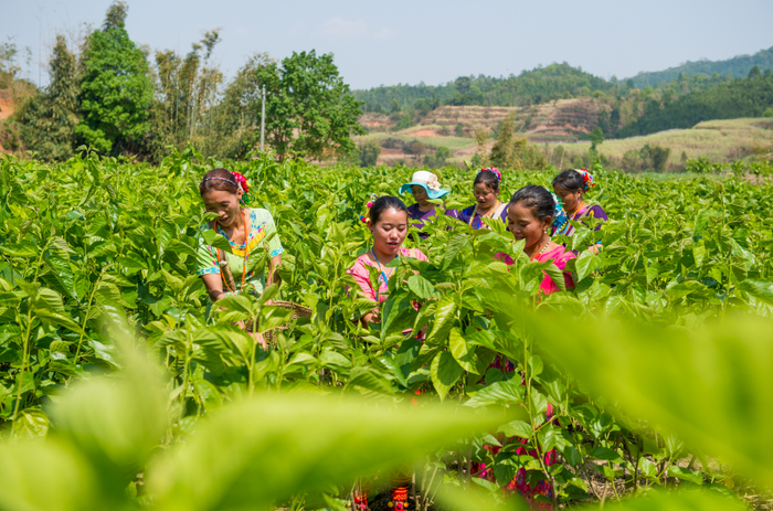 “蚕海桑田”助力群众脱贫增收致富。桂金再 摄