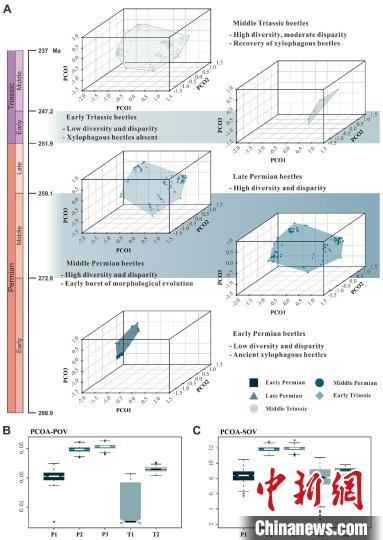 早期甲虫形态歧异度对比分析。　研究团队  供图