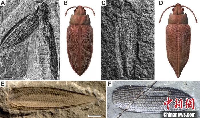 二叠纪甲虫代表性化石及复原图。　研究团队  供图