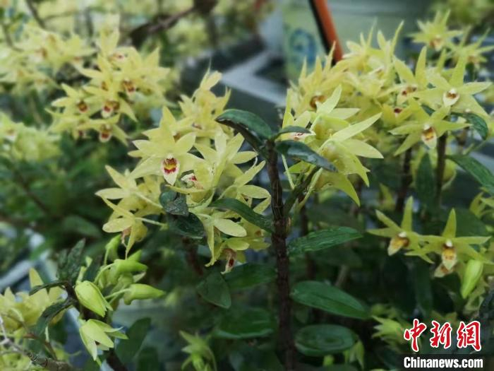 铁皮石斛 范宇斌 摄