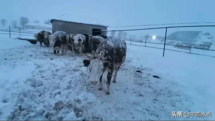 牛棚塌了，张顺龙的牛在雪地上。