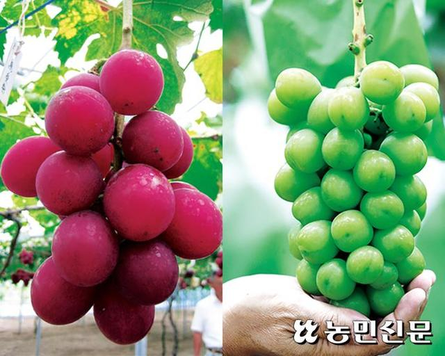 左：罗马红宝石葡萄；右：阳光玫瑰，图自韩国农民新闻 