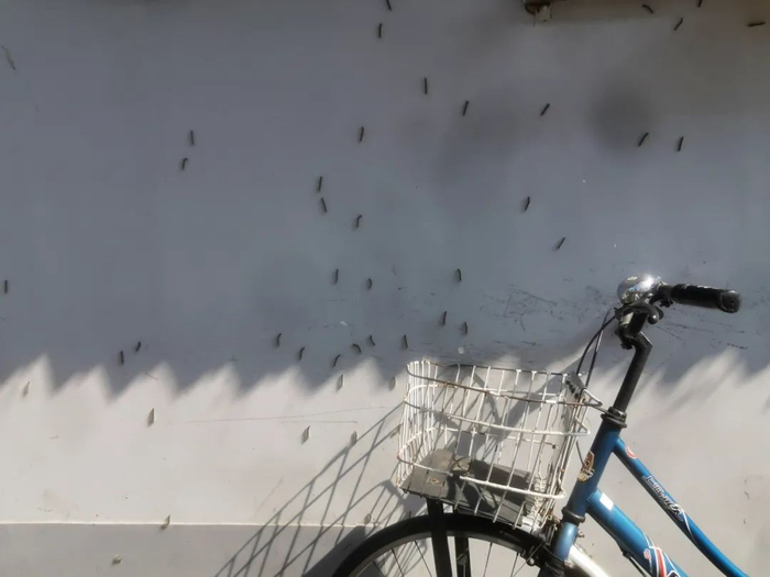 9月23日，北京市东城区某胡同内，出现大量毛毛虫。图/IC Photo