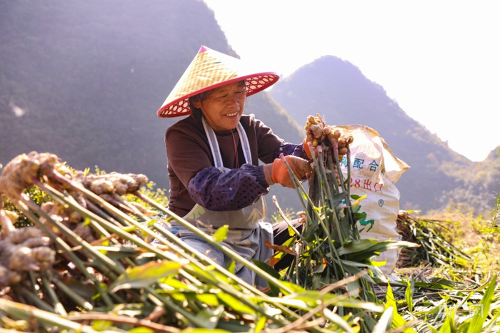 农户正在采收生姜（央广网发 长顺县融媒体中心供图）