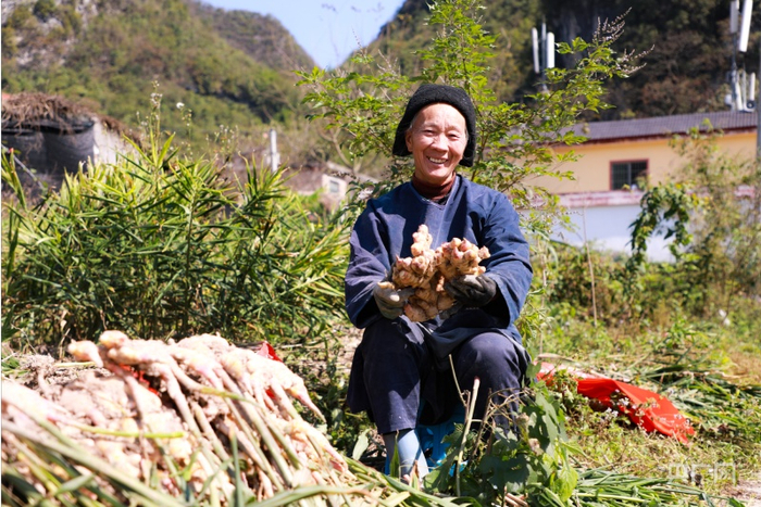 农户正在采收生姜（央广网发 长顺县融媒体中心供图）