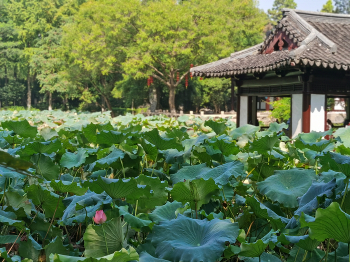 潜园夏日荷花
