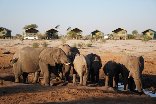 ▲资料图片：2019年8月10日，非洲象在博茨瓦纳北部的大象沙地保护区喝水。新华社记者 杨孟曦 摄