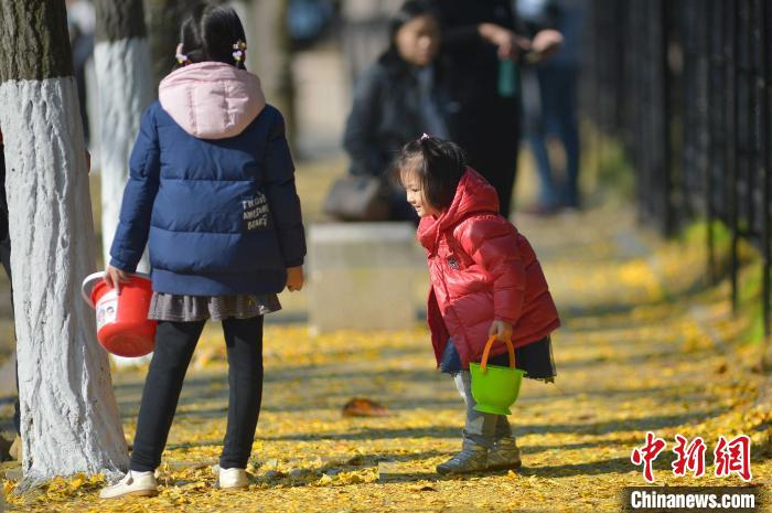 小朋友在青岛八大关景区寻找银杏果实。　王海滨 摄