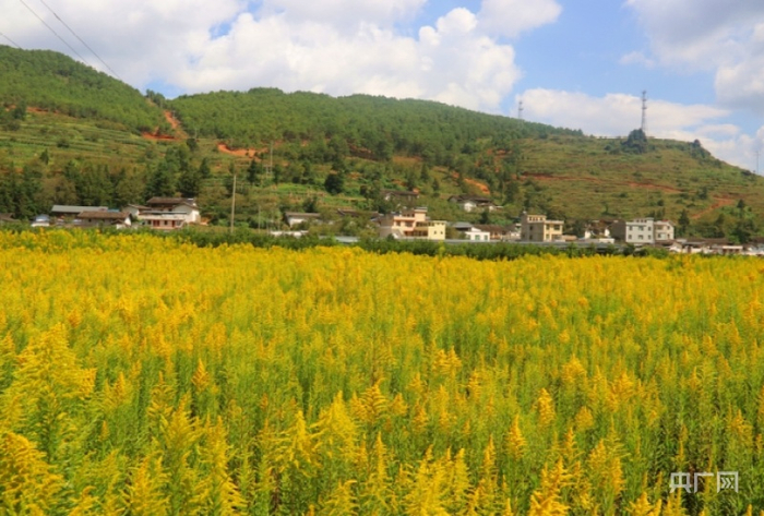 ▲好医生集团位于凉山州会东县的一枝黄花中药材GAP标准化种植基地