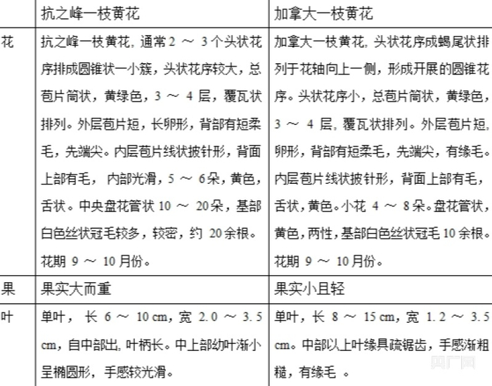 ▲抗之峰一枝黄花与加拿大一枝黄花的区别