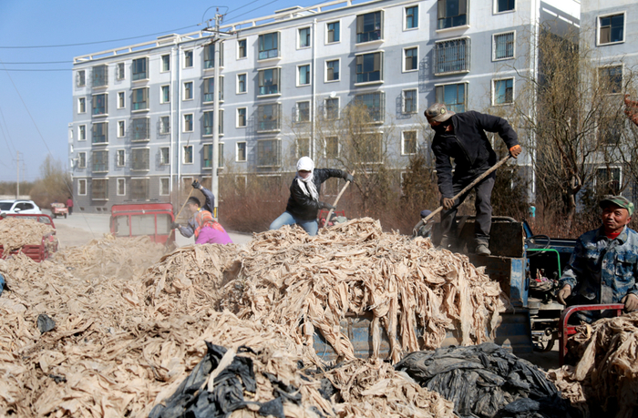 ▲2020年3月9日，甘肃省张掖市甘州区碱滩镇的群众正在将捡拾的废旧农膜统一交售到村委会设置的废旧农膜集中回收点。图/IC photo