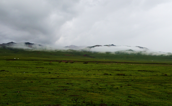 祁连草原。本文图片除特殊标注外，均由作者提供