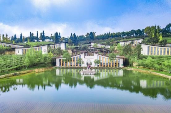 巴南区二圣镇的定心茶园（央广网发 巴南区网信办供图）