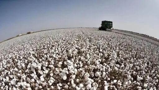 新疆棉花 资料图