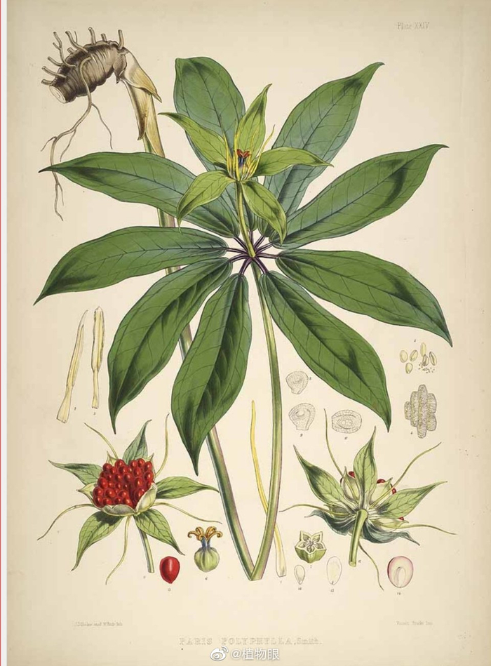 中文名:重楼 拉丁学名:Paris polyphylla 别名:七叶一枝花……