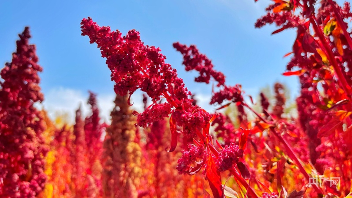 青海省海西蒙古族藏族自治州都兰县成熟的藜麦红艳艳（央广网记者滕萌摄）