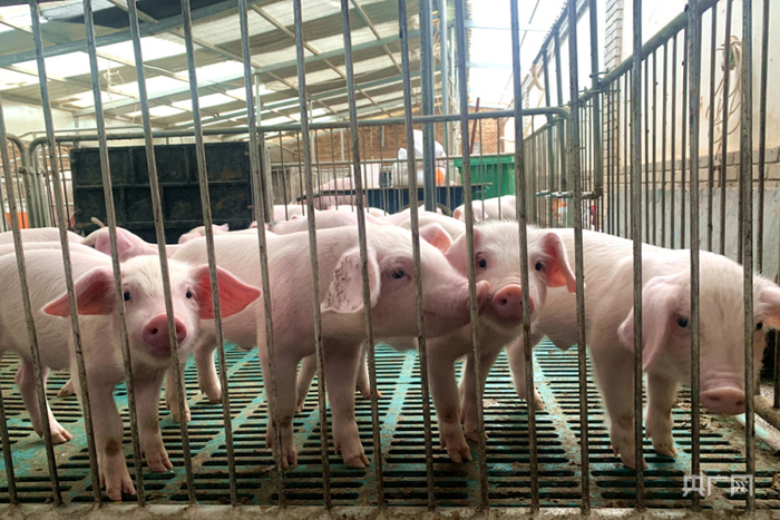 青海省海东市平安区一养殖场内的小猪仔（央广网记者汪晓青摄）