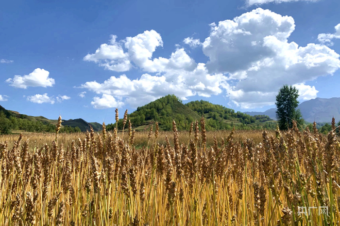 青海省西宁市湟中区山间的麦田成熟了，金黄的麦穗沉甸甸（央广网记者汪晓青摄）
