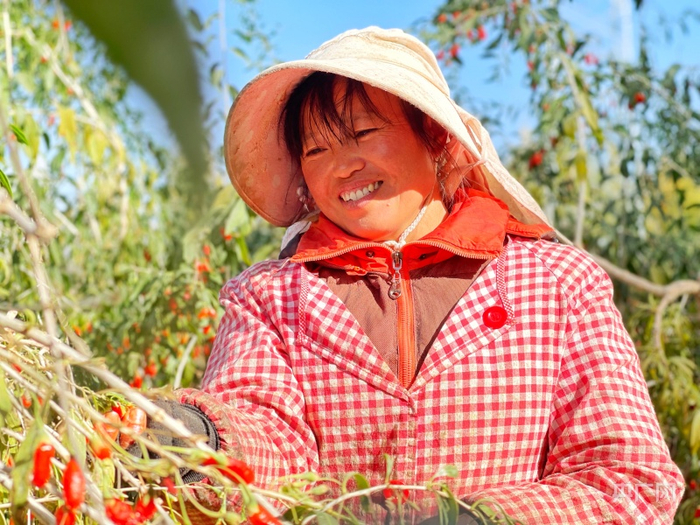 青海省海西蒙古族藏族自治州都兰县枸杞喜丰收（央广网记者滕萌摄）
