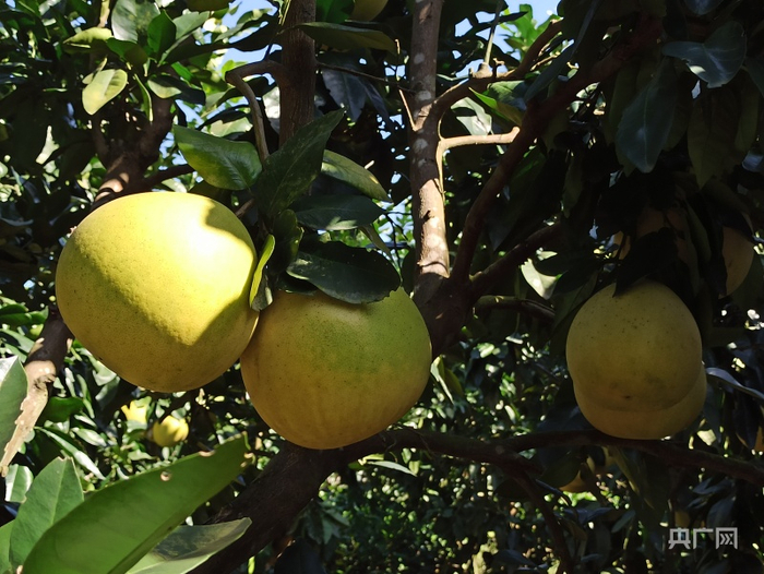 沙江镇坝头村蜜柚园金黄饱满的蜜柚挂满枝头（央广网记者罗晓英摄）
