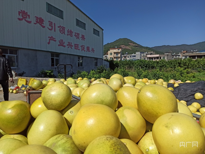 沙江镇坝头村柚子加工厂门前柚子堆积如山（央广网记者罗晓英摄）