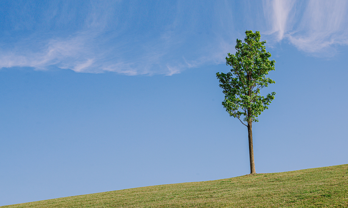 “孤独的树”  上海辰山植物园 图