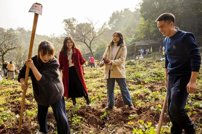 挖红苕  杨金良 摄