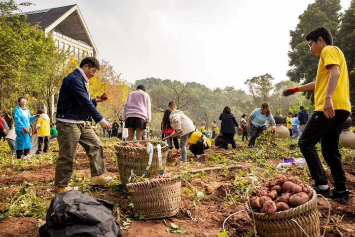 满满的一箩筐红苕  杨金良 摄