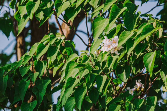 黄金树开花。上海辰山植物园 图
