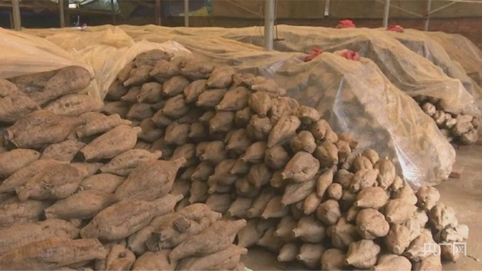 砚洲岛丰收的粉葛。（央广网发）