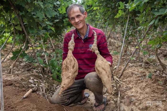 粉葛丰收，种植户脸上洋溢着灿烂的笑容。（央广网发 杨乐祺 摄）