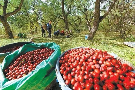 永靖红枣  资料图