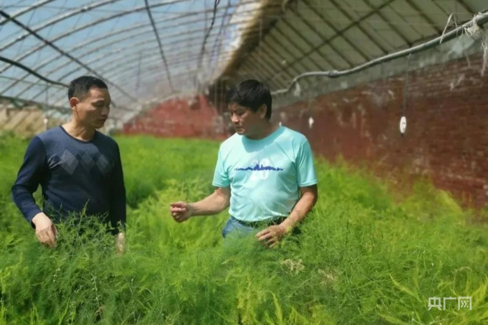 农业援疆专家在木垒察看芦笋长势。央广网发