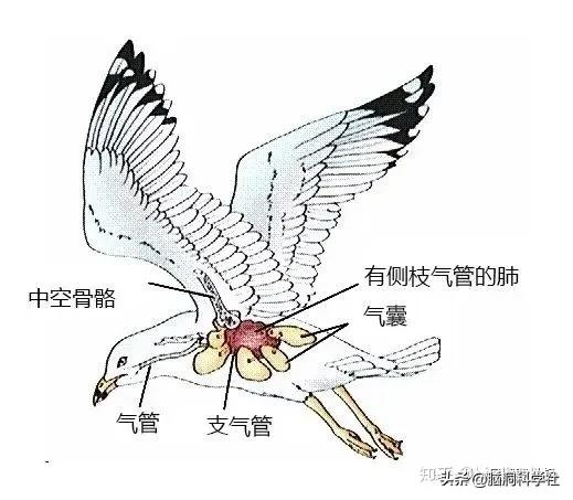 为什么鸟的骨骼是中空的?很多人的认识或许是错误的