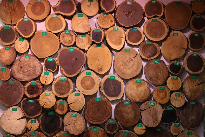 张家港海关科普基地木材馆——原木墙 。图/张家港海关
