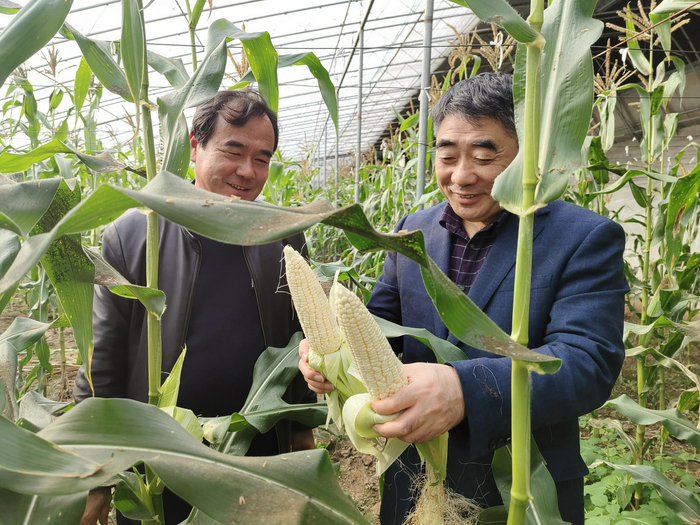 北京市农林科学院玉米所研究员赵久然（右）和北京市房山区琉璃河镇常舍村鲜食玉米种植大户韩凤岭（左） 马爱平/摄
