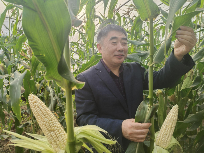 北京市农林科学院玉米所研究员赵久然 马爱平/摄