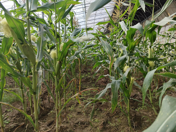 北京市房山区琉璃河镇常舍村种植的农科糯336玉米 马爱平/摄