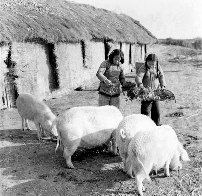 建国初期，百姓养猪