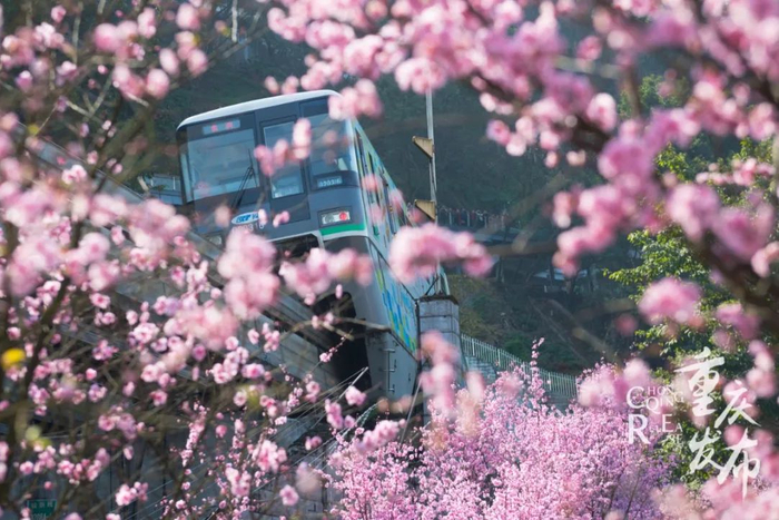 列车穿梭在花海中。邹乐 摄