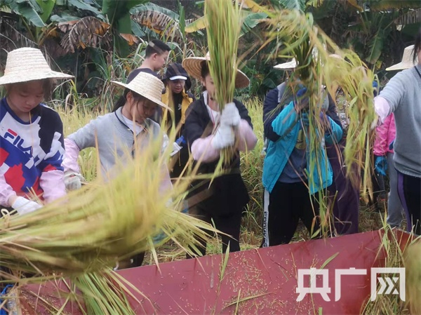 学生们现场打谷，忙得热火朝天（央广网发   记者唐志强摄）