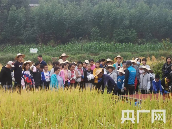 工作人员示范如何割水稻（央广网发   记者唐志强摄）