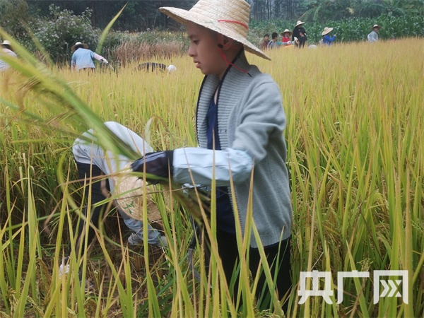 学生在割稻谷（央广网发   记者唐志强摄）