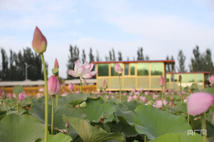 墨玉县月光湖旅游景区。央广网发
