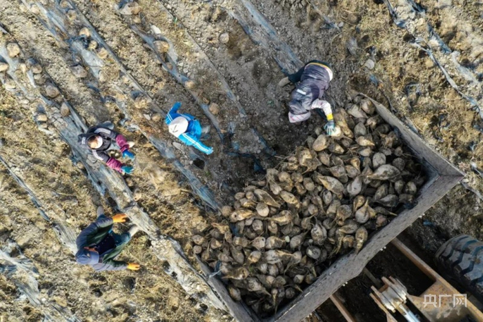 种植户采收甜菜，一派丰收场景。央广网发