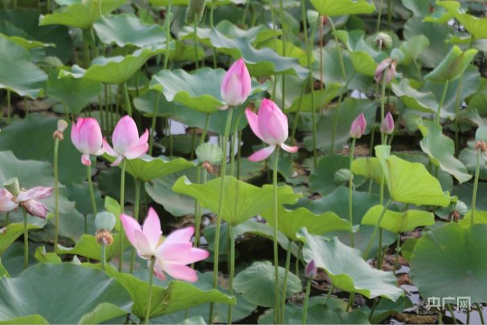 月光湖里盛开的荷花。央广网发
