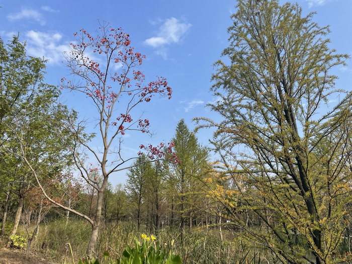 浦江郊野公园南区秋色渐染 本文图均为 钱成熙 摄